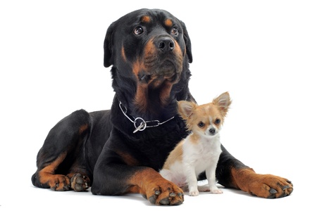 portrait of a purebred rottweiler and puppy chihuahua in front of white backgroundの写真素材