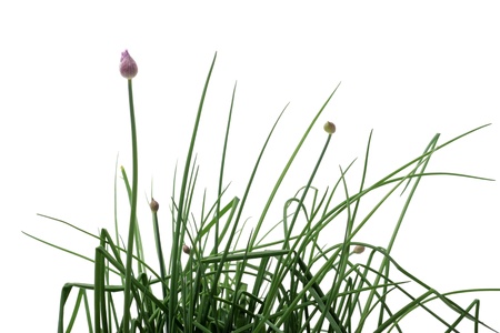 chives in pot in front of white backgroundの写真素材