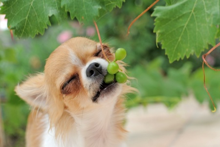 portrait of a cute purebred  puppy chihuahua eating fruitの写真素材