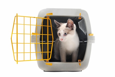 cat closed inside pet carrier isolated on white backgroundの写真素材