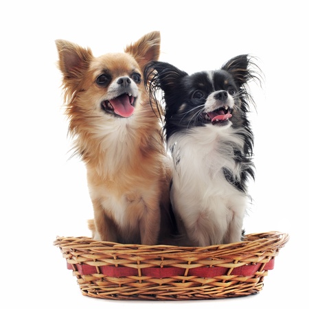 two chihuahuas in a baskett in front of white backgroundの写真素材