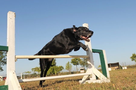 purebred old labrador retriever jumping in a training of agilityの写真素材