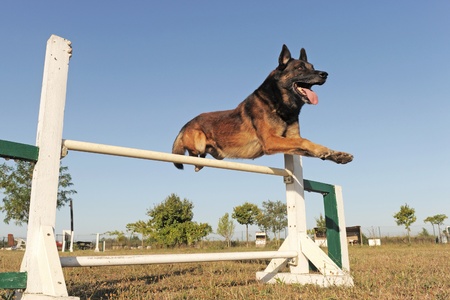  purebred belgian sheepdgog malinois in a training of agilityの写真素材