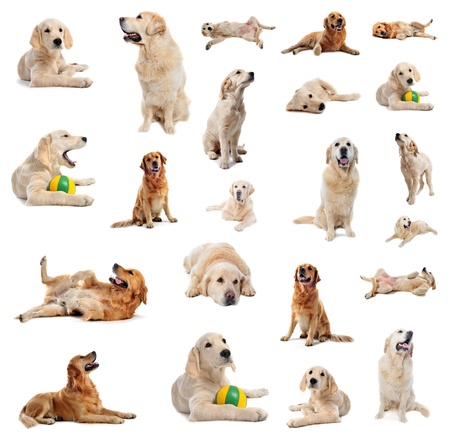 group of purebred golden retriever and puppy  in front of a white backgroundの写真素材
