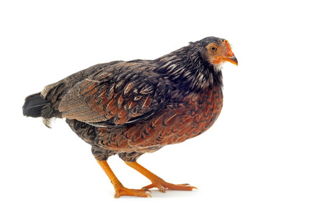 A small bantam hen upright on a white background