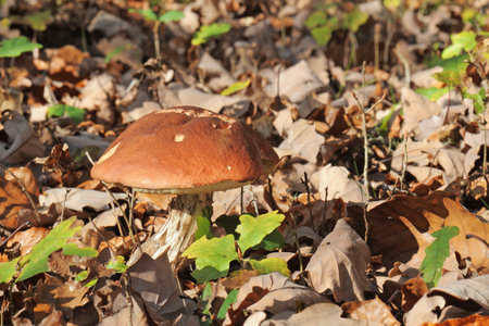 Close up of a porcini mushroom in a forest.