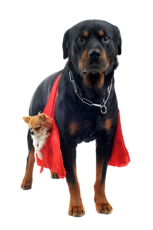 portrait of a purebred rottweiler who holding a chihuahua in a bag in front of white backgroundの写真素材