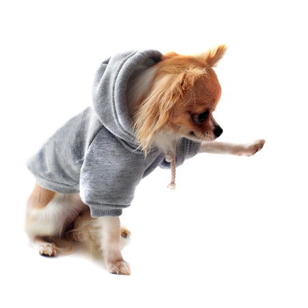 dressed chihuahua giving a paw in front of white backgroundの写真素材