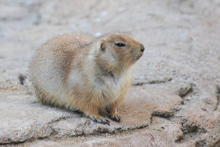 prairie dog, Cynomys ludovicianus, in the nature