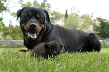 young gray kitten in grass with rottweiler in background, focus on the kittenの写真素材