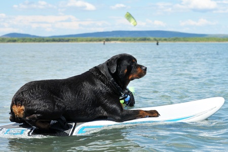 purebred rottweiler resting on a windsurf in the seaの写真素材