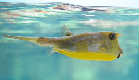 longhorn cowfish (Lactoria cornuta) in the water