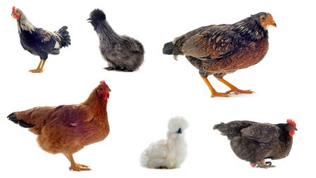 groupe of chicken and rooster on a white backgroundの写真素材