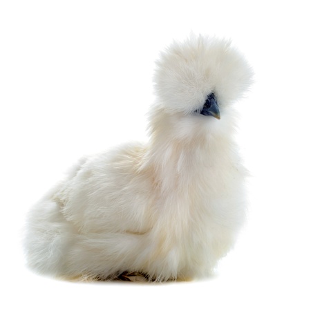 A small bantam silkie on a white backgroundの写真素材