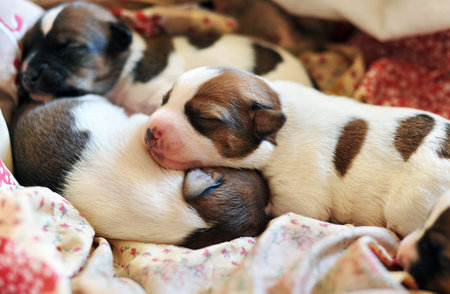 portrait of new born puppies jack russel terrier in a dog bed