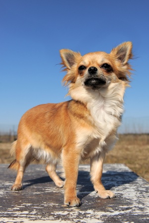 portrait of a cute purebred  female chihuahuaの写真素材