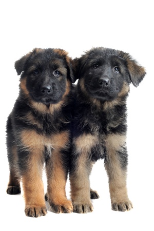 portrait of two puppies purebred german shepherd in front of white backgroundの写真素材