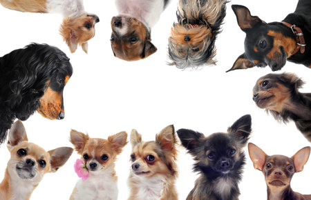 group of purebred little dogs in front of white background