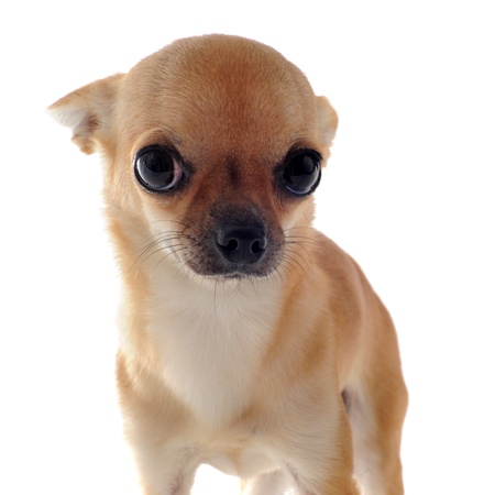 portrait of a cute purebred  puppy chihuahua in front of white backgroundの写真素材