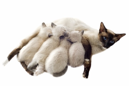 beautiful purebred siamese kitten sicking their mother in front of white backgroundの写真素材