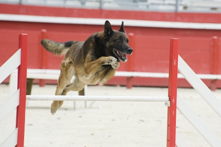  purebred belgian sheepdog malinois in a competition of agilityの写真素材