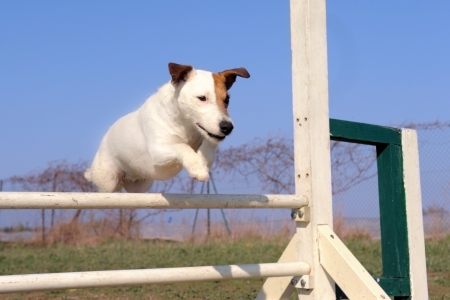 portrait of a purebred jack russel terrier in a competition of agilityの写真素材