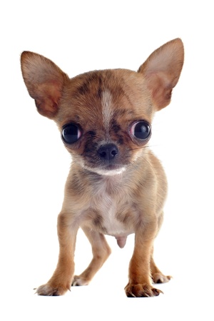 portrait of a cute purebred  puppy chihuahua in front of white backgroundの写真素材