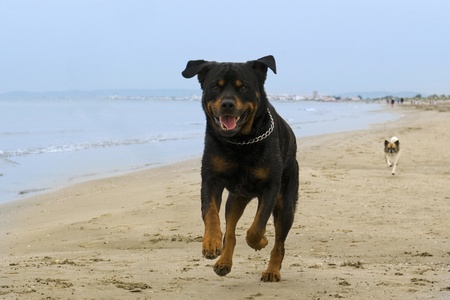 portrait of a purebred rottweiler running on the beachの写真素材