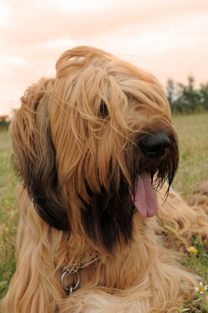 portrait of a purebred french sheepdog briardの写真素材