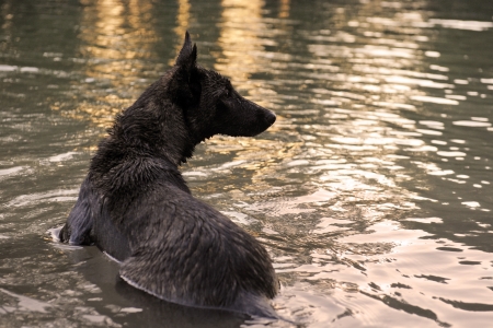 portrait of an holland shepherd in a riverの写真素材