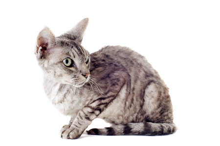 portrait of a purebred  devon rex cat on a white background