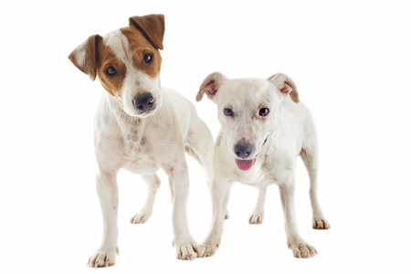 portrait of two purebred jack russel terrier in studio