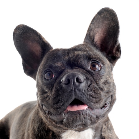 portrait of a purebred french bulldog  in studioの写真素材