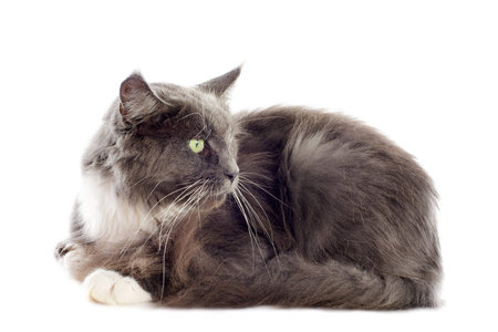 portrait of a purebred  blue maine coon cat on a white backgroundの写真素材
