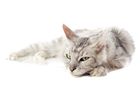 portrait of a purebred  maine coon cat laid down on a white backgroundの写真素材