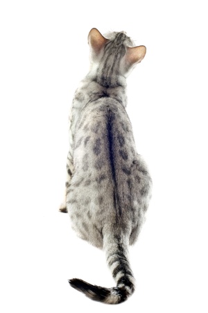back of a purebred  bengal cat on a white backgroundの写真素材