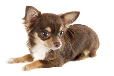 portrait of a cute purebred  puppy chihuahua in front of white backgroundの写真素材