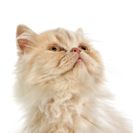 head of persian kitten in front of a white backgroundの写真素材