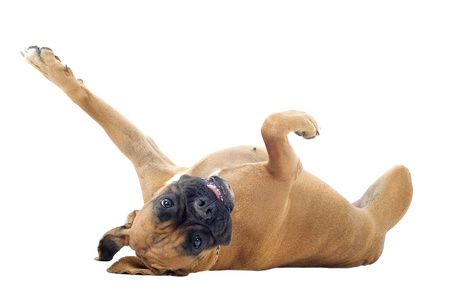 purebred boxer lying down on the back in front of a white backgroundの写真素材