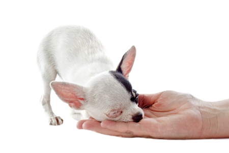 portrait of a cute purebred  puppy chihuahua who sleeping in an human hand in front of white backgroundの写真素材