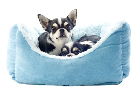 portrait of a cute purebred  chihuahuas in front of white backgroundの写真素材