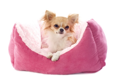 portrait of a cute purebred  chihuahua  and dog bed in front of white backgroundの写真素材