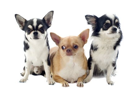 portrait of three  purebred  chihuahuas in front of white backgroundの写真素材