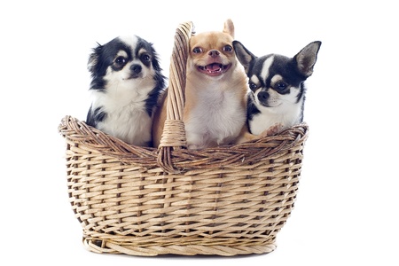 portrait of  purebred  puppy chihuahuas in basket in front of white backgroundの写真素材