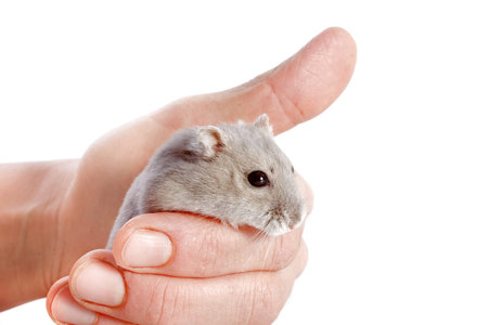 portrait of a cute Djungarian hamster in an hand in front of white backgroundの写真素材