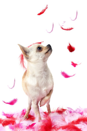 portrait of a cute purebred  puppy chihuahua with pink feather  in front of white backgroundの写真素材
