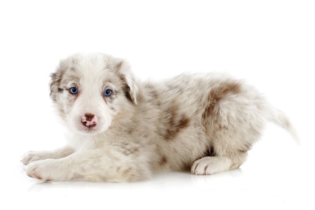portrait of puppy border collie in front of white backgroundの写真素材