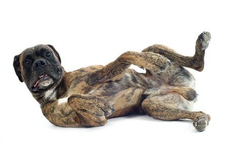 purebred boxer lying down on the back in front of a white backgroundの写真素材