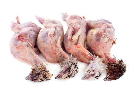 four quails carcasses on a white backgroundの写真素材