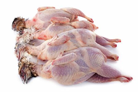 four quails carcasses on a white backgroundの写真素材